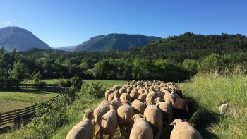 La ferme France récompensée dans toute sa diversité et son panache. Voilà 3 prix PNDA