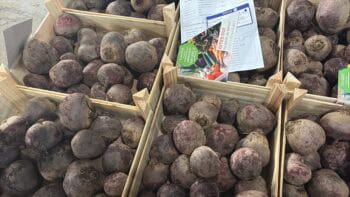 tri et conditionnement de légumes