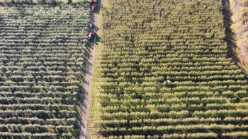 Avec des floraisons en avance de 2 à 3 semaines, 2026 ressemble à 2024