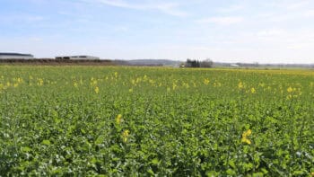 Quatre leviers pour se passer du phosmet sur le colza