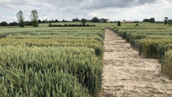 Un gain de 0,5 q/ha/an en céréales grâce aux progrès génétiques