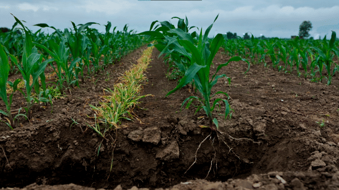 maïs et plantes appâts
