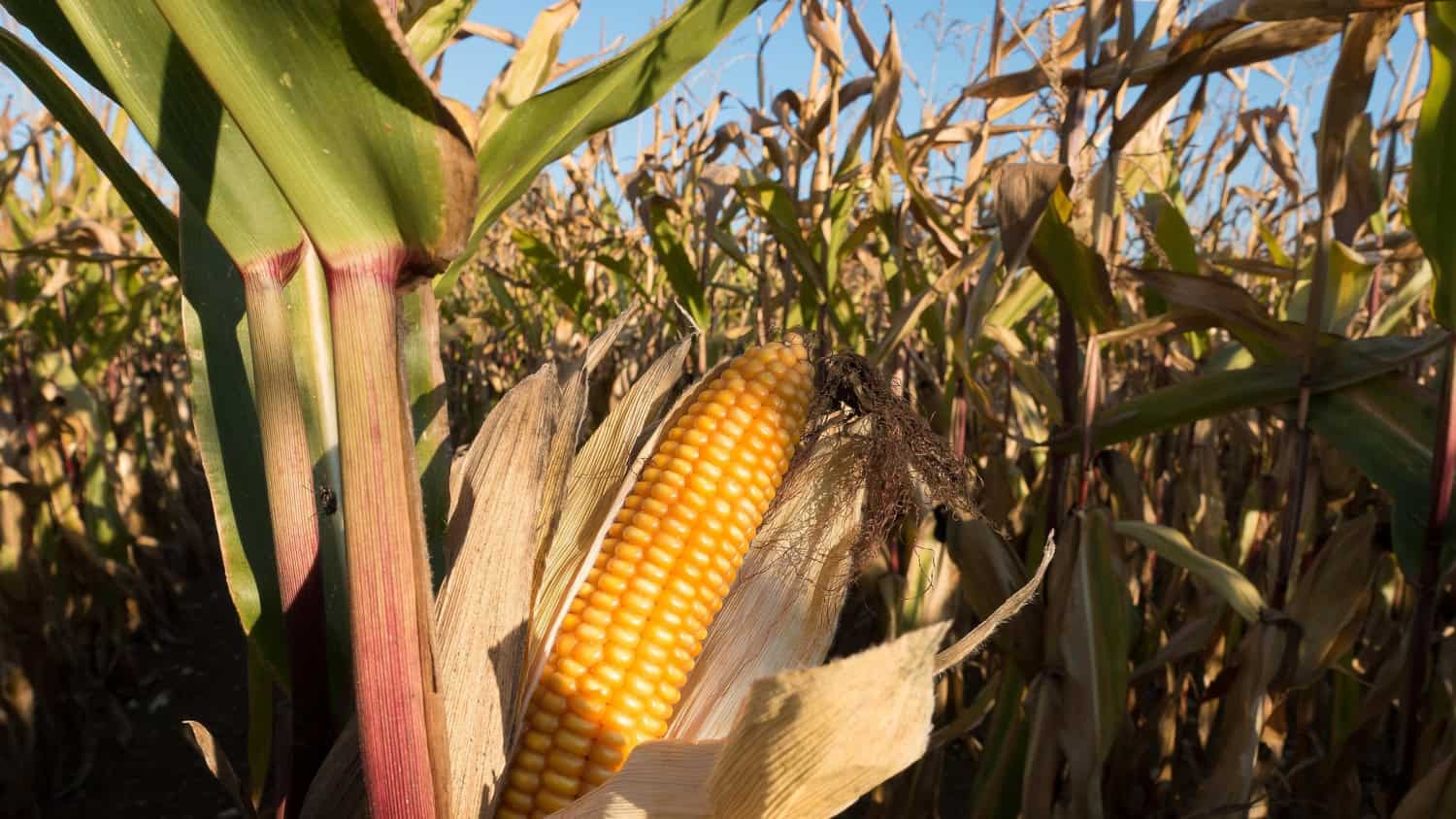 mercosur impacter marché maïs