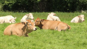 Mercosur : quelles conséquences pour la viande bovine ?