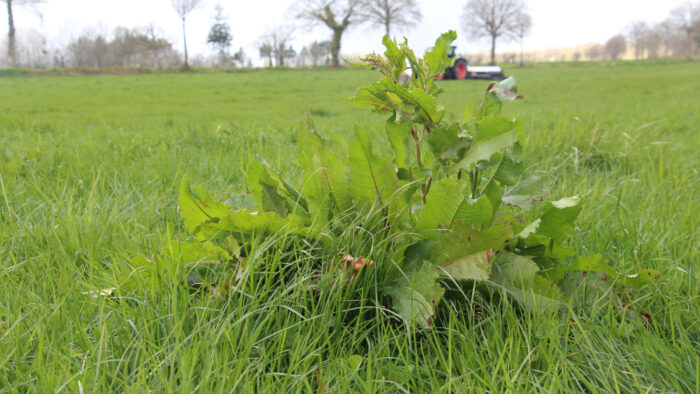 Traitement du rumex en prairie
