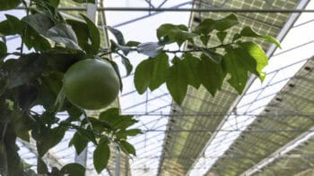 Agrivoltaïsme : quelles pistes pour partager la valeur ?