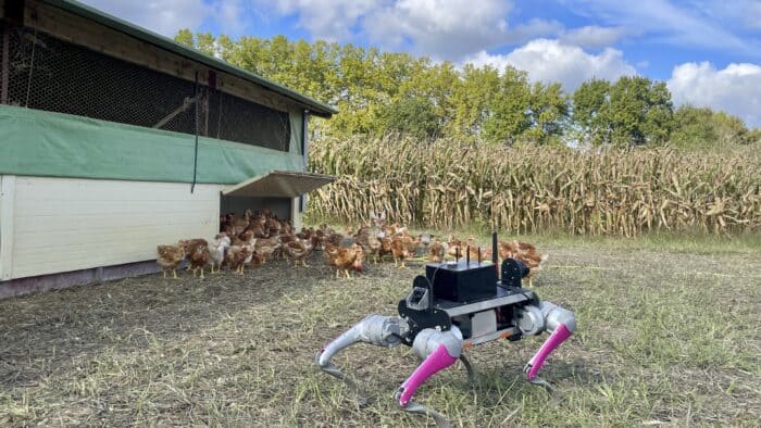 robot e-doggy devant un poulailler
