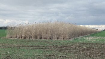 La biomasse ligneuse a une carte à jouer