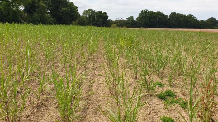 biomasse miscanthus switchgrass