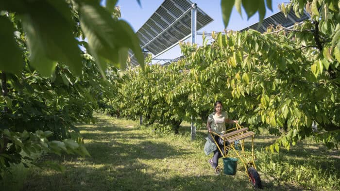 agrivoltaïsme compatibilité productions agricoles