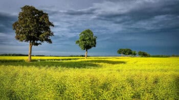 Zéro phyto, oui mais dans certains cas