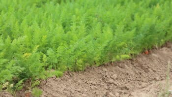 Désherbage des légumes dans le Léon : les robots et alternatives technologiques à l&rsquo;essai