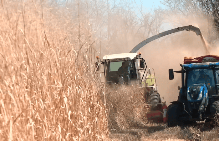 biomasse miscanthus switchgrass