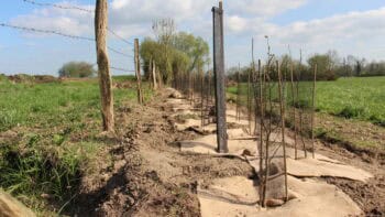 Comment raisonner la production du bois des haies