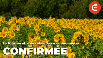 Pourquoi il faudrait semer du tournesol ?