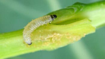 Les 4 astuces pour piéger les ravageurs du colza avec un couvert
