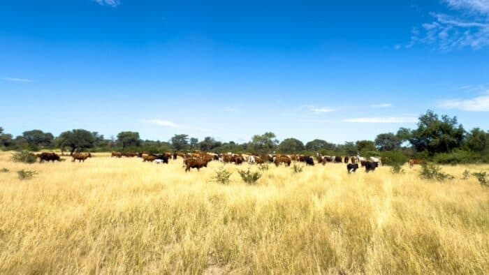 Pâturage au Botswana