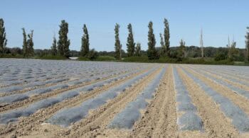 79 % des niveaux des nappes phréatiques en baisse en mai 2026