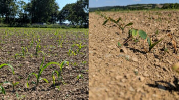 La mouche géomyze oblige à resemer des maïs