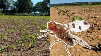 La mouche géomyze oblige à resemer des maïs