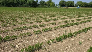 Des aides aux exploitations céréalières en zones intermédiaires