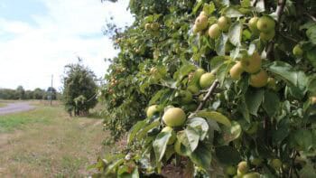 Des aides pour planter des vergers cidricoles