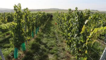 Distillation de crise 2026 : FranceAgriMer rouvre les aides pour 4 jours