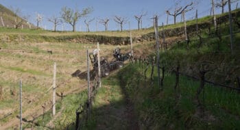Dans les vignes du salon Enovitis in Campo, des innovations pour se soustraire des contraintes