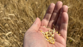Coup de chaud pour les céréales