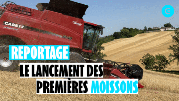 [Moisson 2026]Laurent Forest : « Un rendement un peu inférieur »