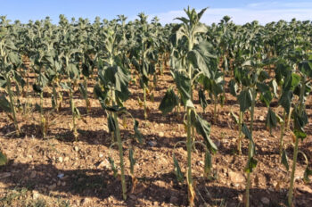 Alerte rouge sur le tournesol