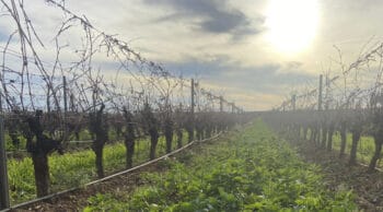 Vigne : l&rsquo;irrigation profite au sol et aux baies