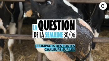 Quel impact ont les fortes chaleurs sur les élevages ?
