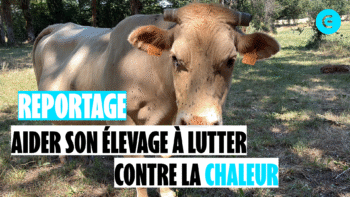 Lutter contre la chaleur en élevage : « J’essaie de me mettre à la place des bêtes »