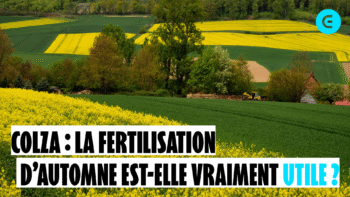 Colza : La fertilisation d&rsquo;automne est-elle vraiment utile ?