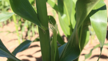 C&rsquo;est parti pour définir la date d&rsquo;ensilage du maïs ensilage