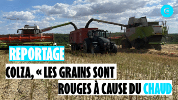 Colza, « les grains sont rouges à cause du chaud »