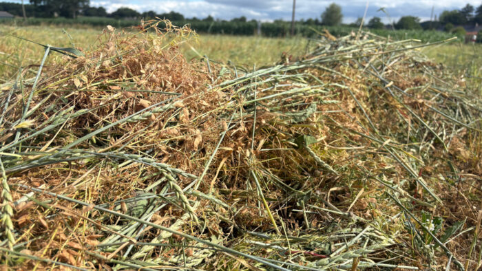 Andains de lentille associée au seigle