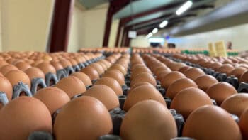En Paca, 3 nouvelles filières qui font faire parler d&rsquo;elles