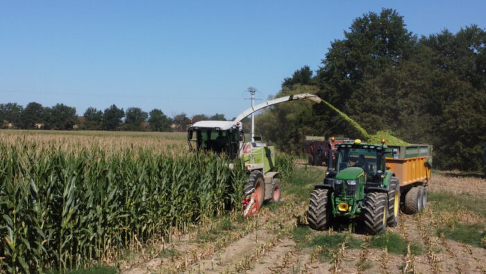ensilage de maïs