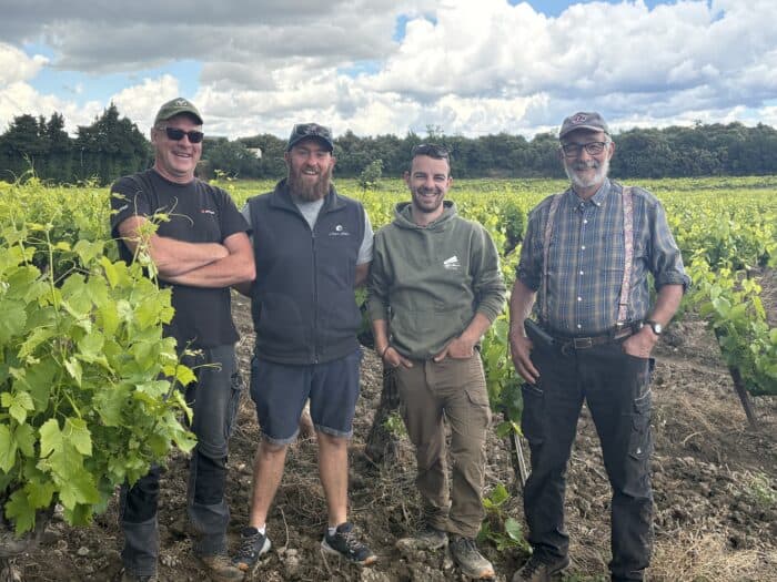 La cuma de la Soleirade dans une parcelle de vigne.