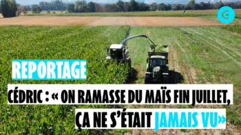 Cédric : « On ramasse du maïs fin juillet, ça ne s&rsquo;était jamais vu »