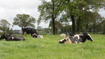 Virus Shamonda : la nouvelle maladie bovine qui s&rsquo;étend en France