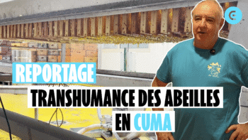 Une cuma pour la transhumance des abeilles