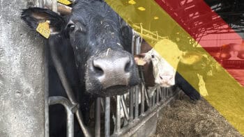 Prix du lait en Allemagne : des variations plus amples qui ont profité aux éleveurs