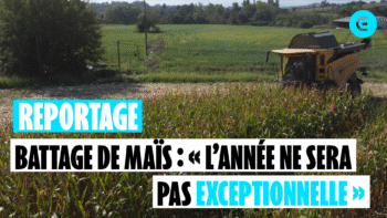 Battage de maïs : « L’année ne sera pas exceptionnelle »