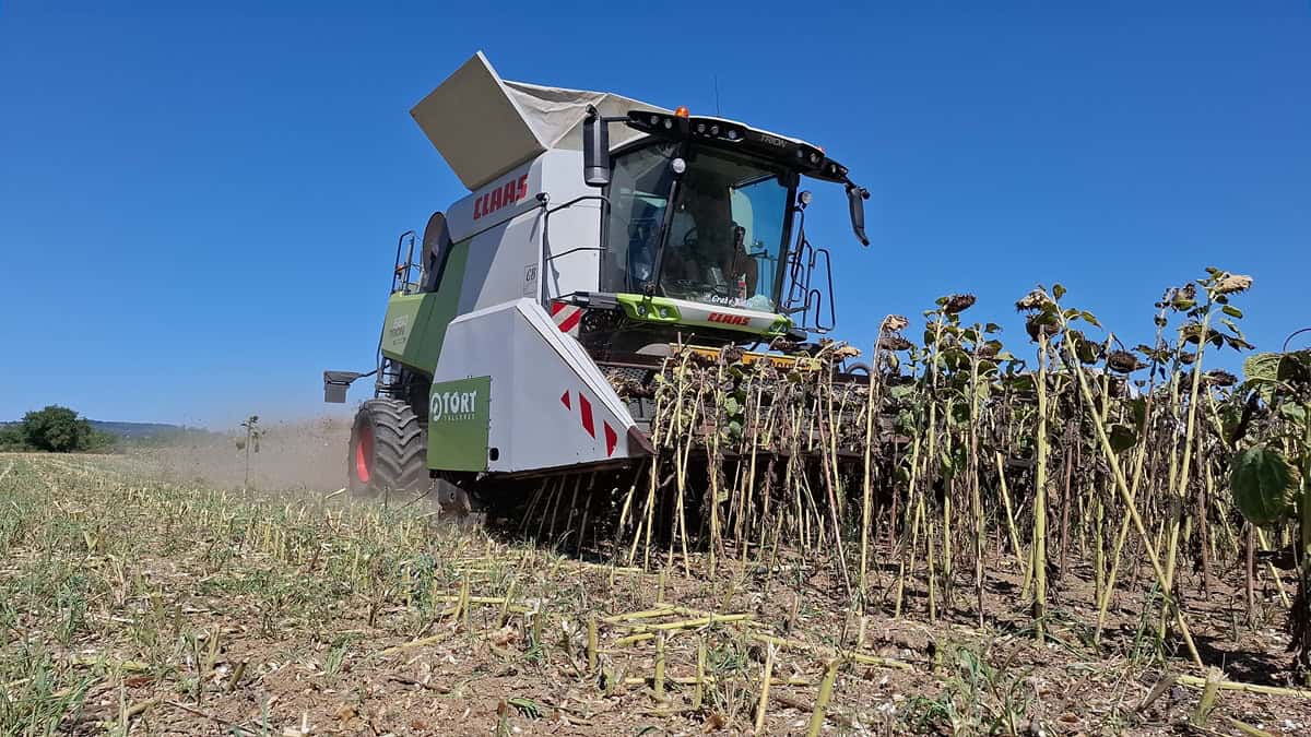 moisson rendement tournesol