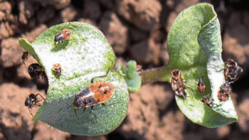 Infestation de punaises en colza et lin : que faire ?