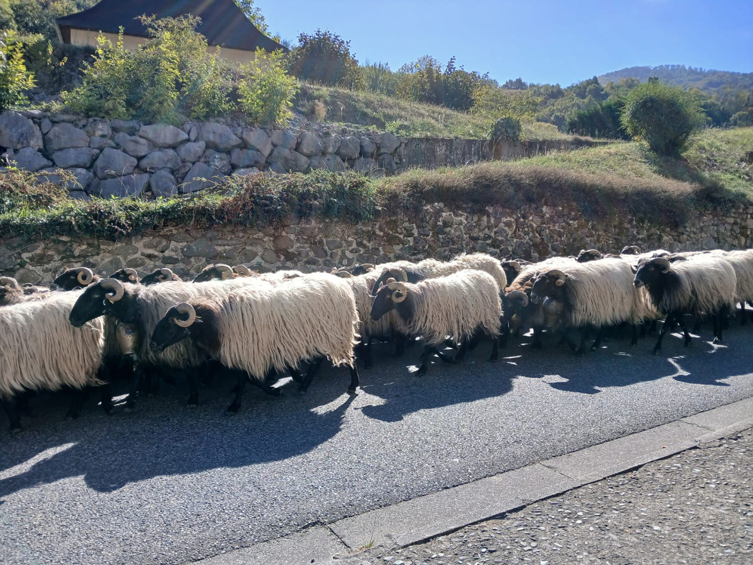 Pastoralisme estives