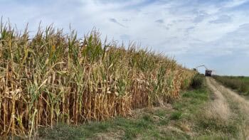 86 % du maïs grain utilisés en maïs ensilage
